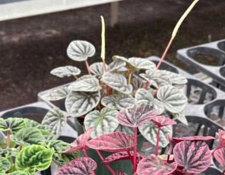 Peperomia Ripple Luna Grey